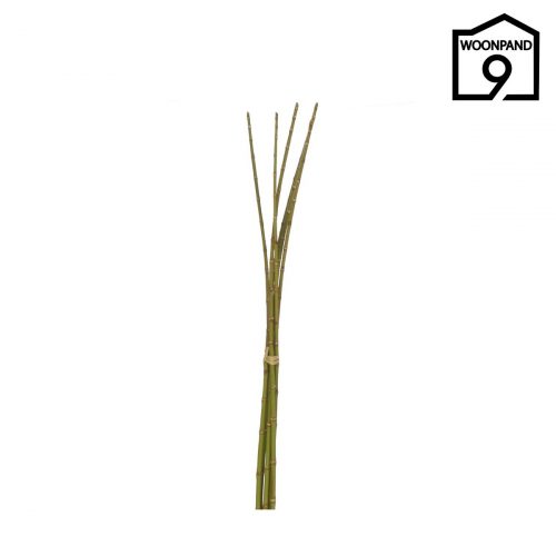 Bamboe bundel groen S | Woonpand 9